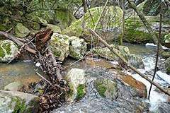 Gorges du Blavet - Bach
